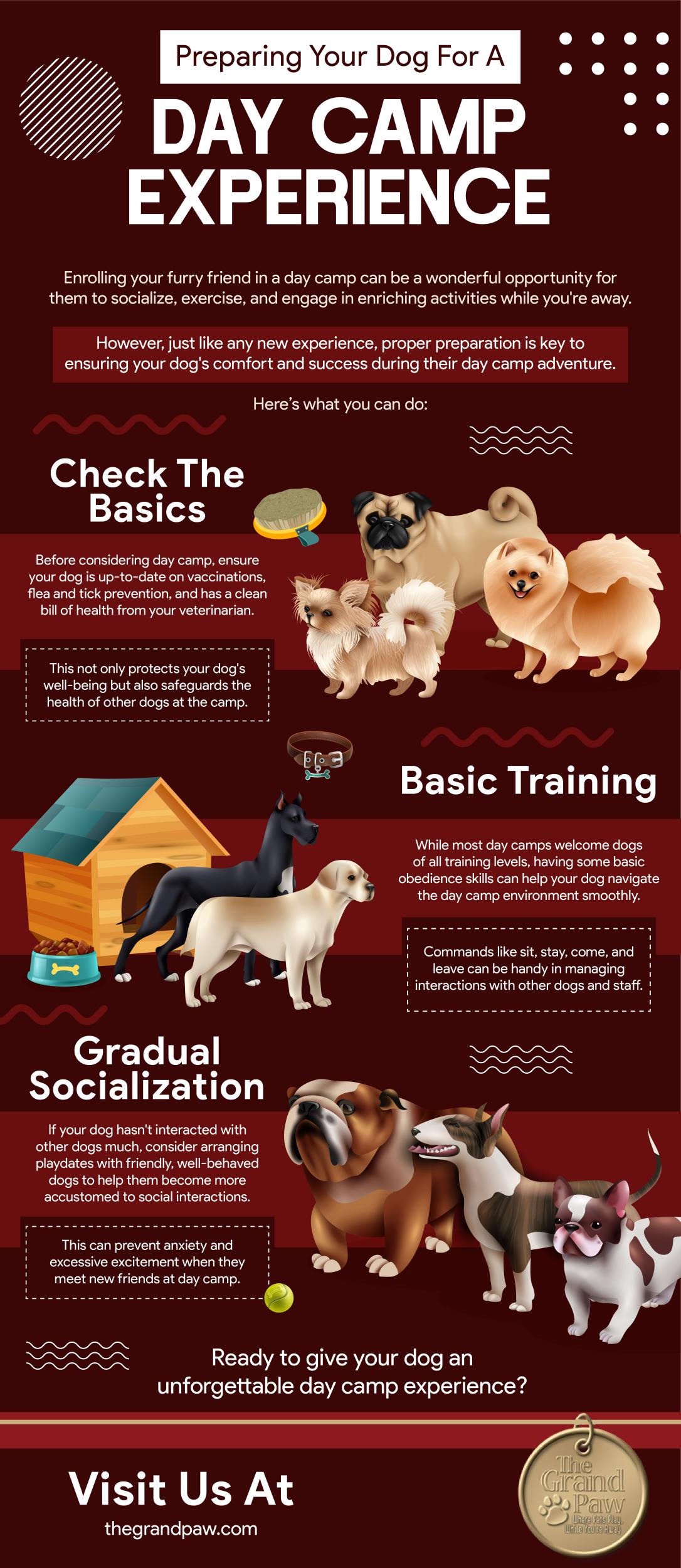 Preparing Your Dog For A Day Camp Experience