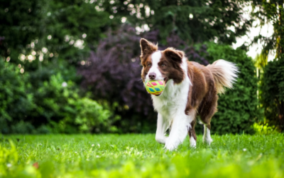 A Day in the Life of a Pet at The Grand Paw: Customized Play Session Edition