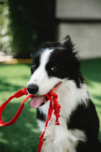 Adorable Border Collie with a leash