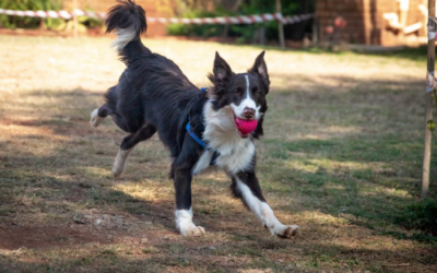 The Ultimate Guide to Choosing the Perfect Dog Boarding Facility