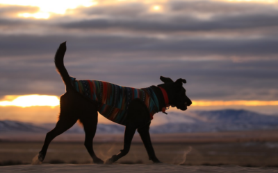 Nighttime Comfort for Your Dog: Dos and Don’ts of Overnight Dog Boarding in Indio