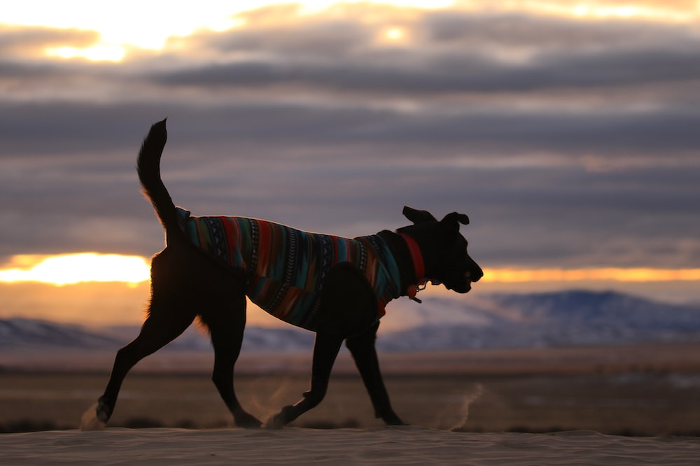 Nighttime Comfort for Your Dog: Dos and Don’ts of Overnight Dog Boarding in Indio