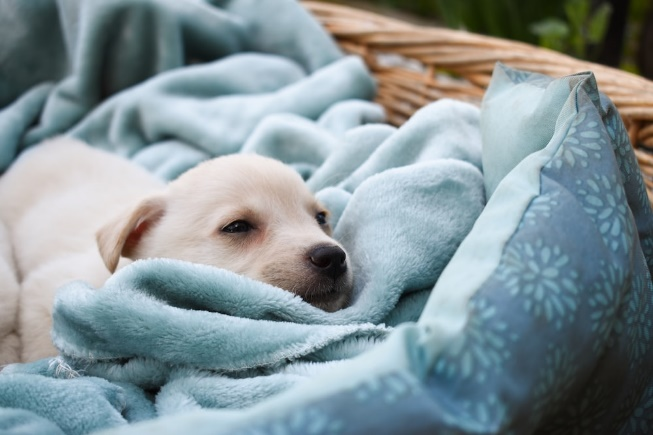 a dog nestled in blankets