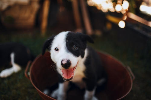 Black and White Border Collie Puppy in Brown Metallic Bucket