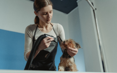 Trimmed Nails and Shiny Tails: Our Commitment to Your Dog’s Well-being