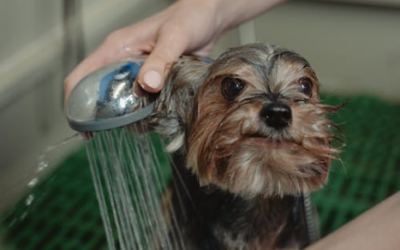 Top 10 Dog Grooming Tips Every Pet Owner Should Know