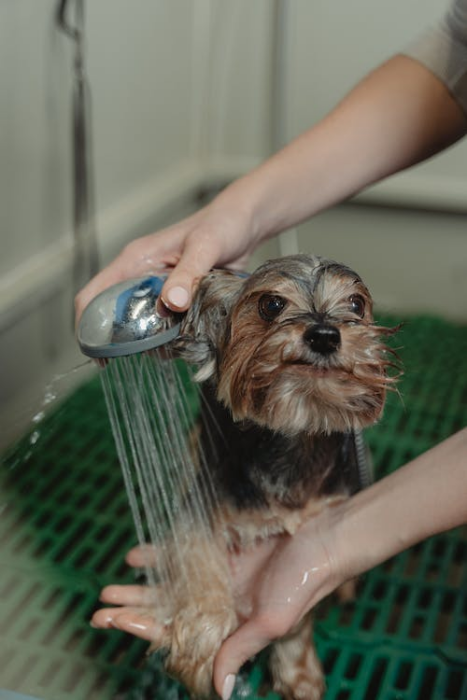 Top 10 Dog Grooming Tips Every Pet Owner Should Know