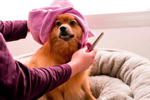 Dog Getting Groomed