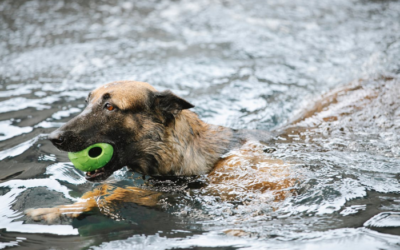 A Day in the Life at The Grand Paw: Behind-the-Scenes of Our Pet Care Oasis