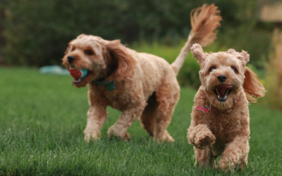 The Importance of Mental Stimulation: How Play Sessions Benefit Your Pet’s Brain