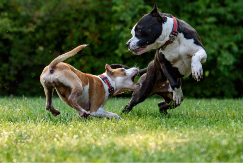 Dogs playing with each other at the beach