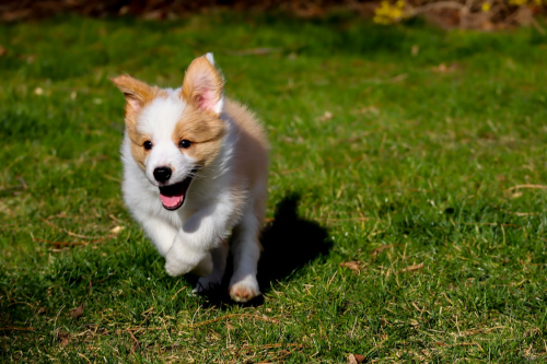 A White and Brown Puppy on Green Grass
