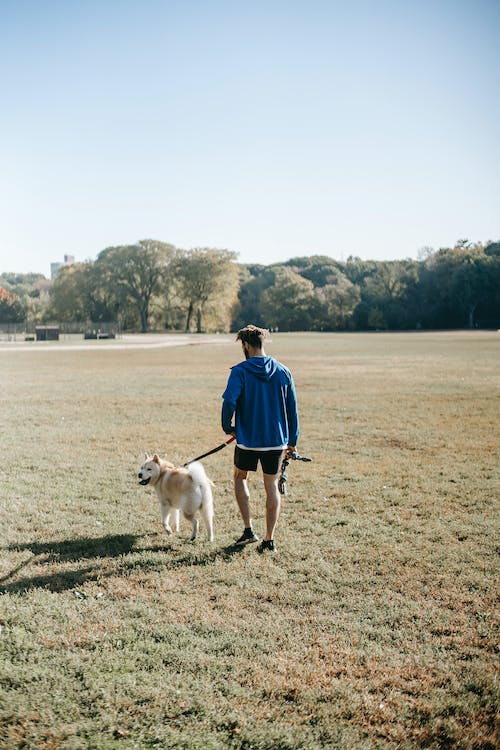 Anonymous guy strolling with dog in the field
