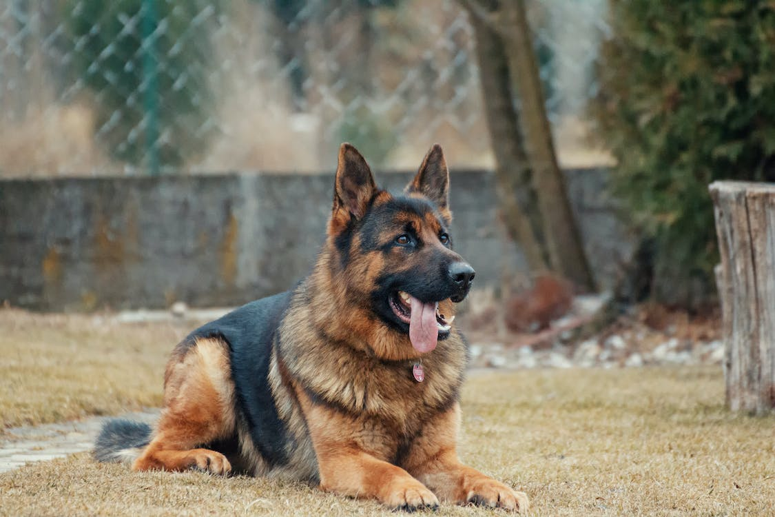 Adult German Shepherd Lying on the Ground