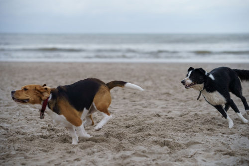 Dogs playing with each other at the beach