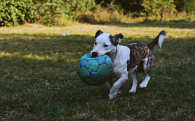 A Day in the Life of The Grand Paw: Inside Our Pet Care Oasis