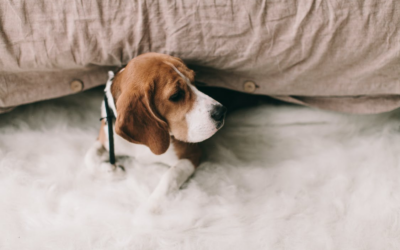 Caring for Your Dog: A First-Time Pet Owner’s Guide