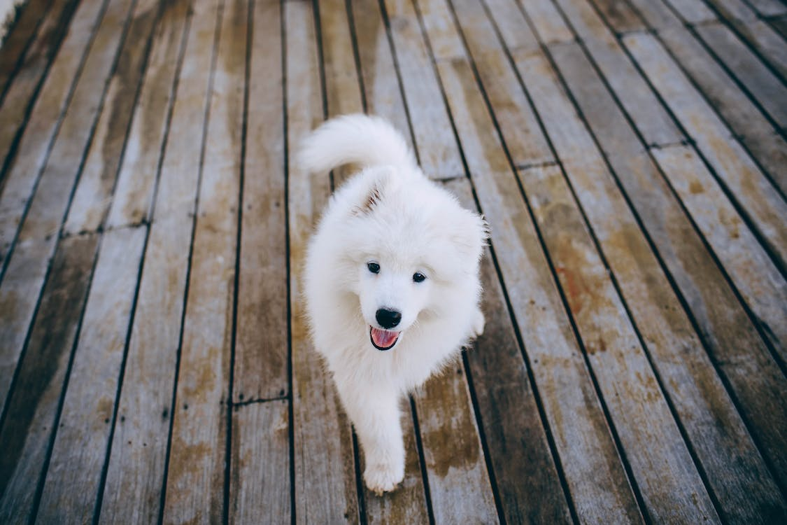 Samoyed Puppy Walking on Wooden Flooring