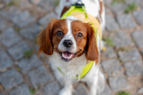 Close-up of Dog