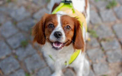 The Best Pet Boarding Option Near Palm Desert: Finding the Perfect Fit