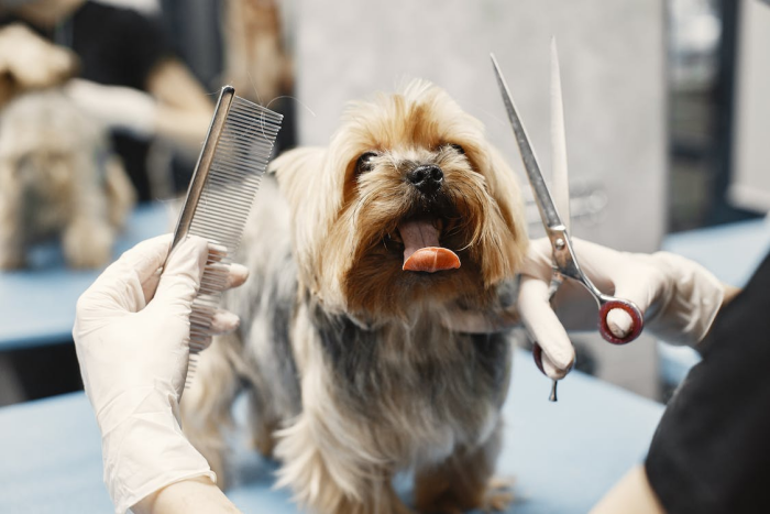 Dog Grooming Trends in Indio, CA: Keeping Your Pup Stylish