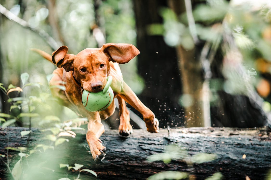 Dog with ball in mouth jumping over a fallen tree branch