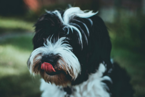 A Shallow Focus Photography of Black and White Dog