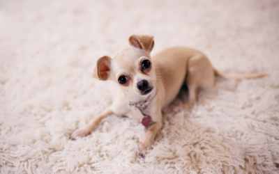 Tips for Stress-Free Dog Boarding Near Palm Springs: How to Prepare Your Dog