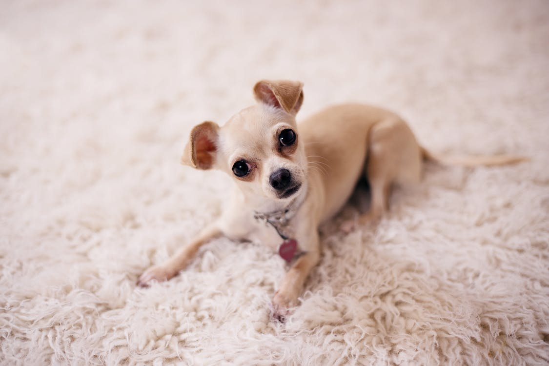 Brown chihuahua puppy lying on brown textile