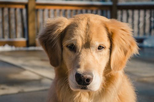 An Adult Golden Retriever Close-up Photo