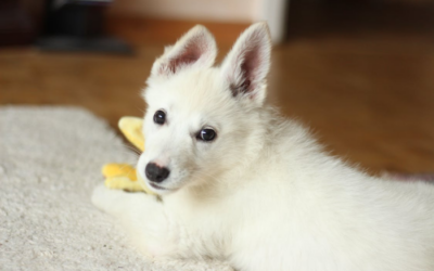 Dog Daycare Benefits: Keeping Your Pup Active and Happy Near Palm Springs