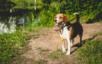 Maximizing Fun and Fitness: A Guide to Doggy Daycare Near La Quinta