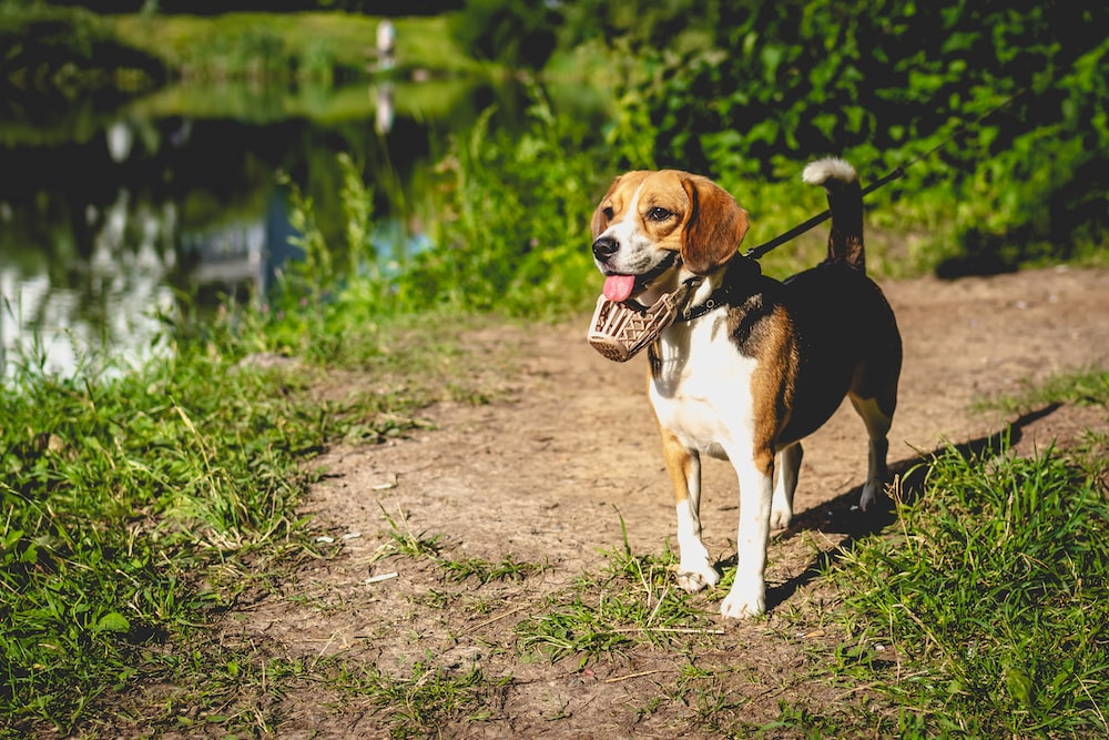 Maximizing Fun and Fitness: A Guide to Doggy Daycare Near La Quinta