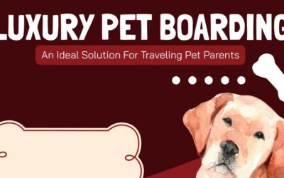 LUXURY PET BOARDING – An Ideal Solution For Traveling Pet Parents