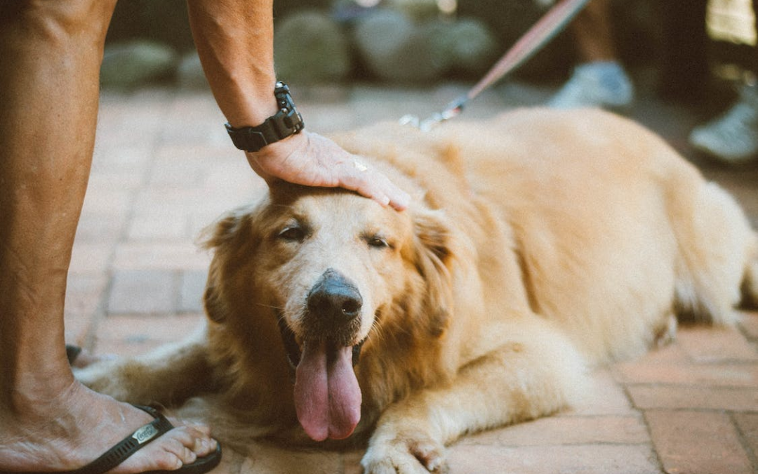 A Guide to Finding the Perfect Pet Boarding Near Bermuda Dunes