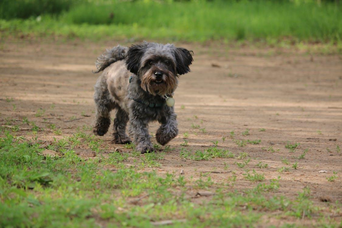Cute little dog walking on a grassy meadow