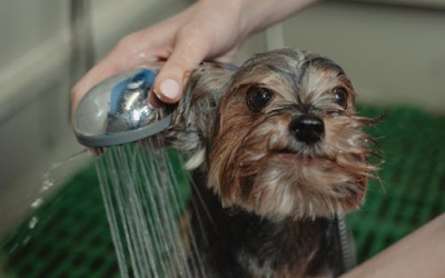 The Art of Dog Grooming: Expert Tips and Trends