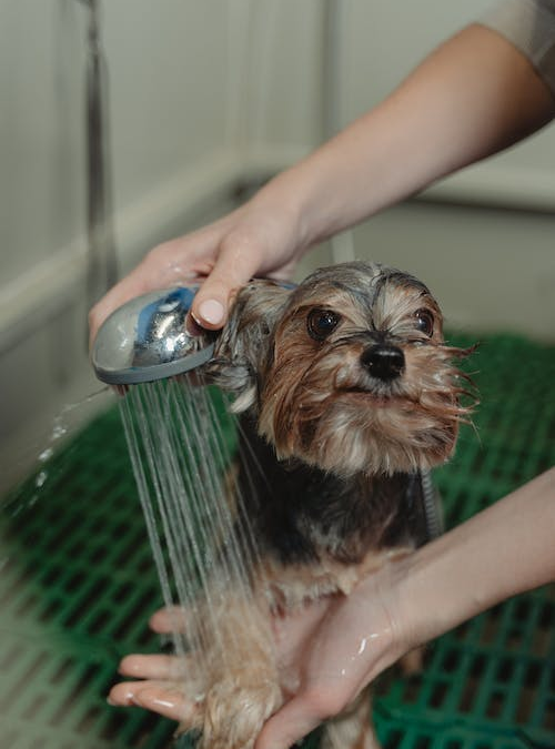 The Art of Dog Grooming: Expert Tips and Trends