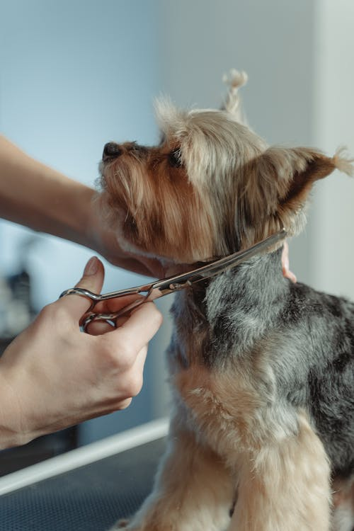  A Person Grooming Hair of Yorkshire Terrier
