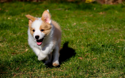 Dog Daycare vs. Dog Boarding: Making Informed Choices