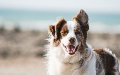 Finding Pet Care Bliss Near La Quinta, CA