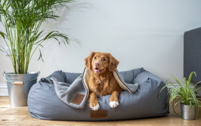 The Grand Paw Chronicles: A Day in the Life