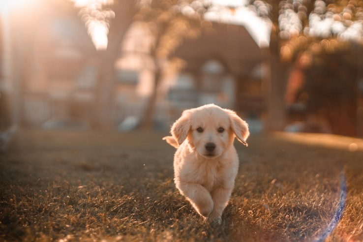 a pup running around