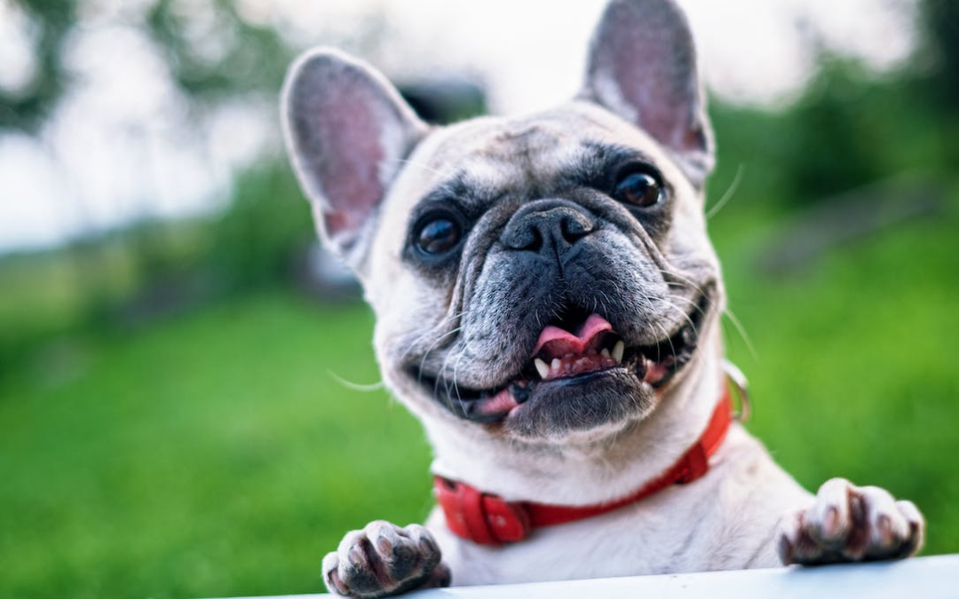 Decoding Doggy Language: A Comprehensive Guide to Understanding Canine Behavior