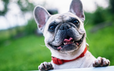 Decoding Doggy Language: A Comprehensive Guide to Understanding Canine Behavior
