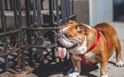 Separation Anxiety in Dogs: How We Handle It at Our Boarding Facility in Indio