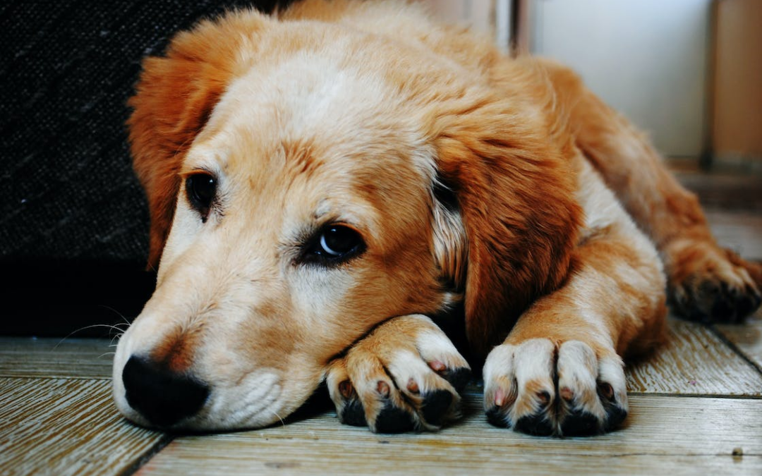 Common Health Issues in Dogs: What Owners Need to Know