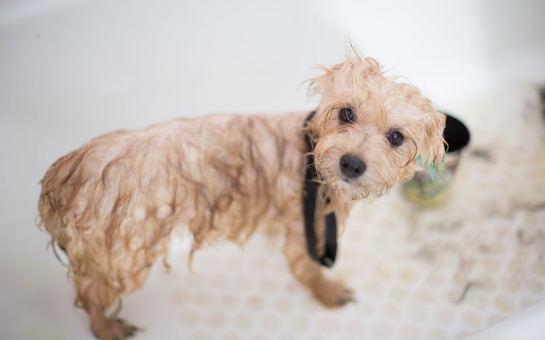 Top 6 Dog Grooming Services Every Pet Owner Should Know About