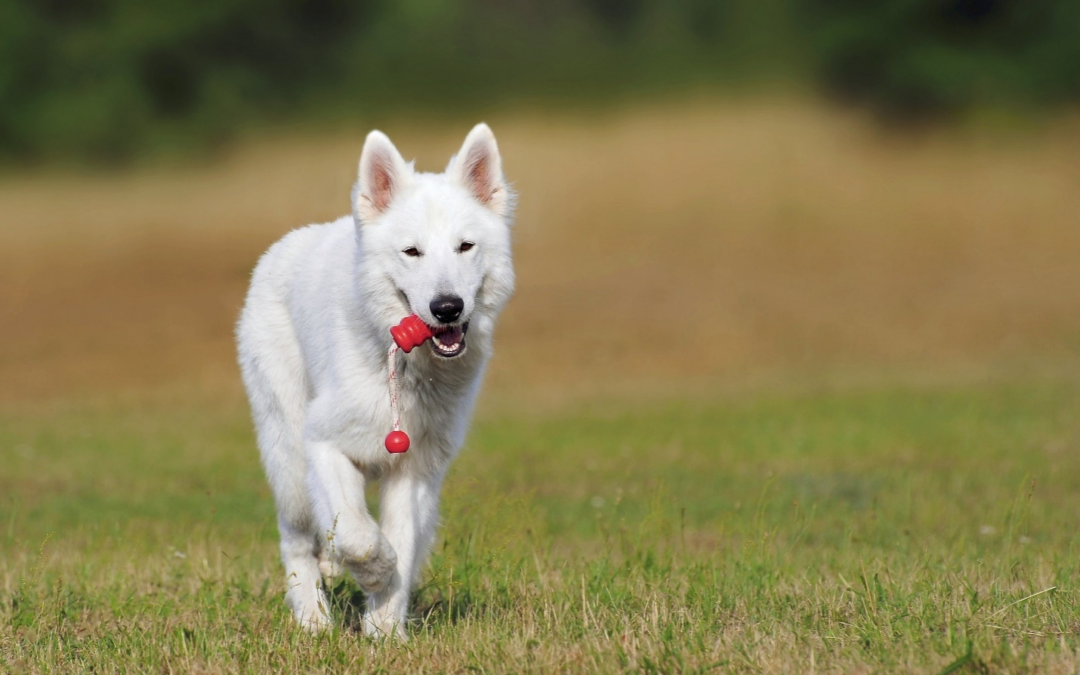 Finding the Ideal Dog Daycare Center: A Comprehensive Checklist