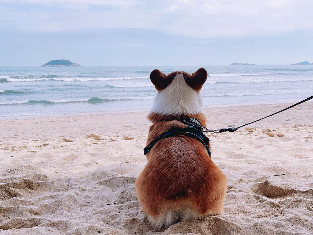 Dog on Leash on Beach